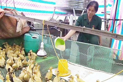 Phát huy phẩm chất 'Bộ đội Cụ Hồ' trên mặt trận giảm nghèo