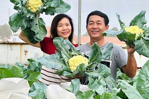 Mẹ 3 con Biên Hòa trồng 2 vườn rau xanh mướt trên ban công và sân thượng, rau trái trĩu giàn quanh năm