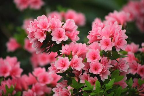 Để cuộc sống hanh thông, may mắn, tài lộc đủ đầy, bạn nên sở hữu loài hoa này