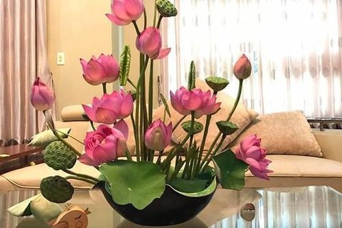 Chuyên gia chỉ vị trí bài trí hoa sen trong nhà vừa đẹp vừa kích hoạt vượng tài không phải ai cũng biết