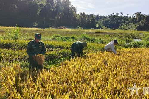 Bộ đội Biên phòng giúp người dân thu hoạch vụ mùa