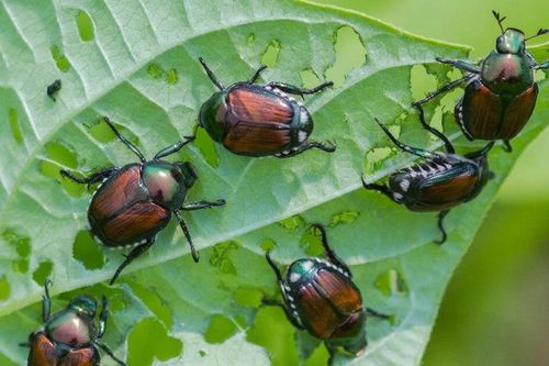 Bọ cánh cứng siêu phá hoại khiến nông dân Mỹ khóc ròng