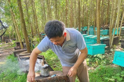 Hành trình nuôi ong du mục khiến nông dân đổi đời