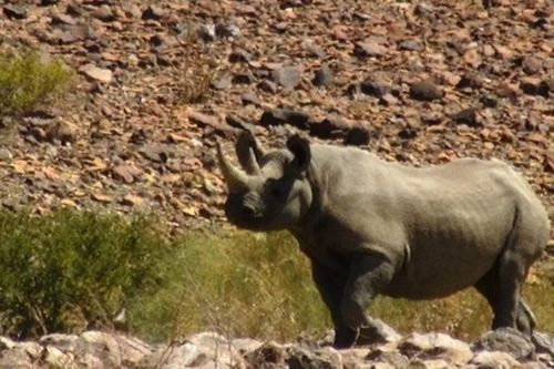 Xây dựng khu bảo tồn tê giác đen lớn nhất thế giới tại Namibia