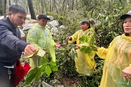 Thủ phủ sâm Ngọc Linh tan tác sau mưa bão, thiệt hại nhiều tỷ đồng
