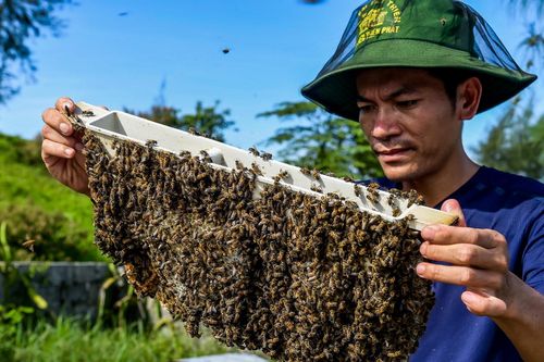 Săn 'mật của biển' ở Ninh Bình, người dân bỏ túi hàng trăm triệu mỗi vụ