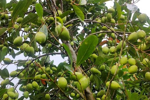 Quả miền Tây mọc hoang, vị chua chát, nay thành đặc sản hút khách