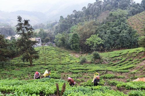 Chương trình 1719 giai đoạn 2: Để không còn những cuộc di cư tự do đầy bất ổn