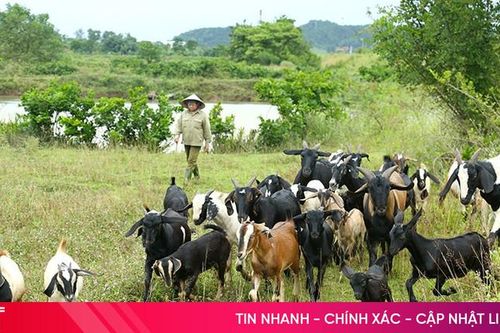 Thu cả trăm triệu nhờ nuôi dê chăn thả tự nhiên