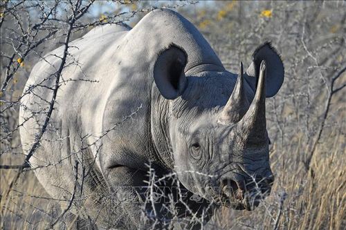 Namibia xây dựng khu bảo tồn tê giác đen lớn nhất thế giới