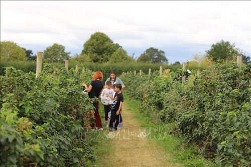 Khám phá cuộc sống vùng nông thôn nước Anh ở Copas Farm