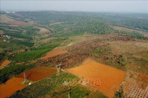 Điều tra vụ phá rừng nhằm lấn chiếm gần 2 ha đất lâm nghiệp