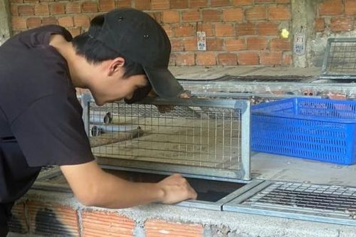 Nuôi con 'hiền lành, mắn đẻ', chàng trai 9X thu lãi 500 triệu đồng/năm