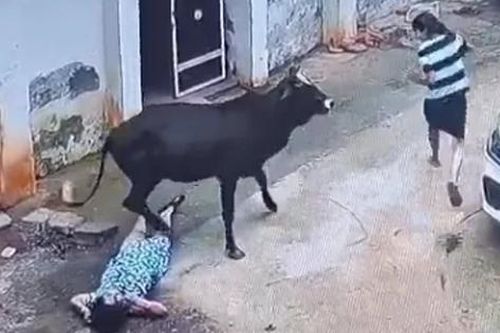 Bò đực bất ngờ nổi điên, tấn công 3 người trong một gia đình