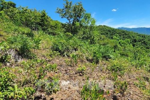 Giải pháp quản lý hơn 75.000 ha đất lâm nghiệp 'chưa có rừng' ở Lâm Đồng