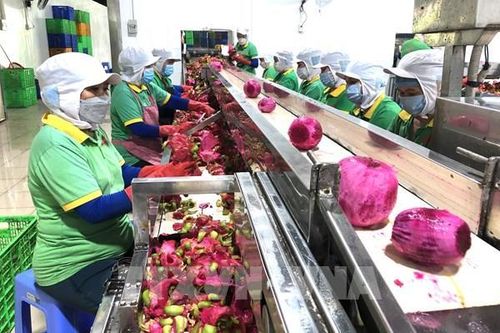 Nông sản Việt vươn xa qua chiến dịch số hóa quy mô lớn