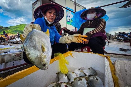 Chùm ảnh: Ngư dân bội thu sau biển động