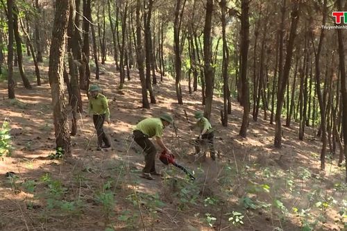 Dự báo và thông tin cấp dự báo cháy rừng từ ngày 30/7 - 3/8/2025