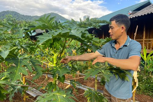 Chuyển đổi cây trồng - chuyện không dễ ở vùng cao
