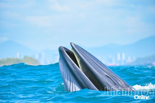 Chiêm ngưỡng cá voi Bryde xuất hiện ở vịnh Nha Trang