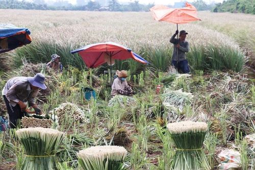 Phát triển cây sả theo hướng bền vững ở xã cù lao
