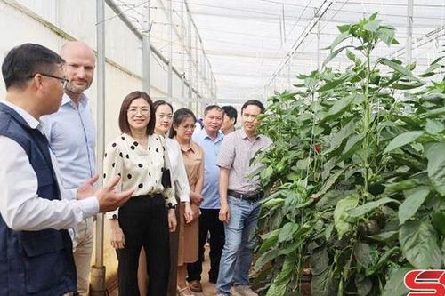 HTX tiêu biểu trong liên kết sản xuất