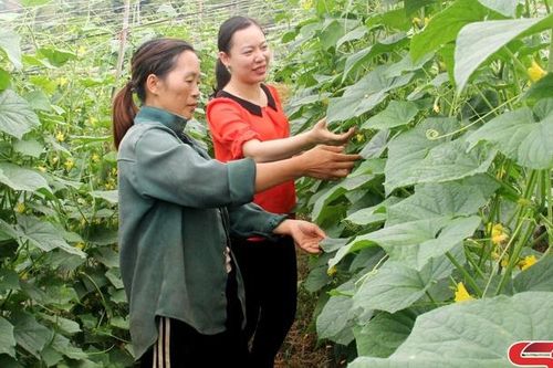 Sản xuất rau màu trong mùa mưa lũ