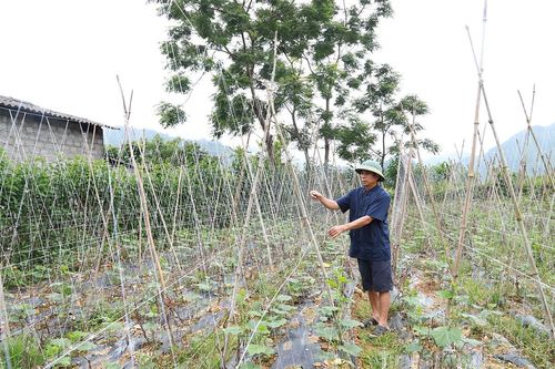 Nghĩa Thuận chuyển đổi cơ cấu cây trồng