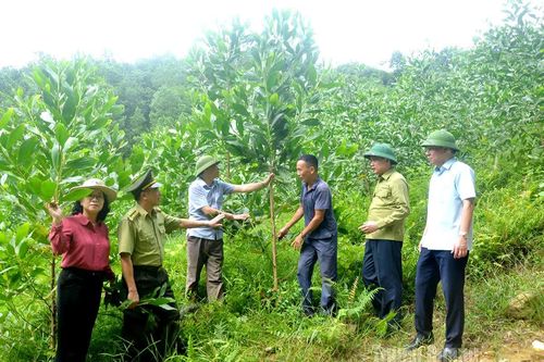 Ứng dụng công nghệ nâng cao giá trị sản xuất lâm nghiệp