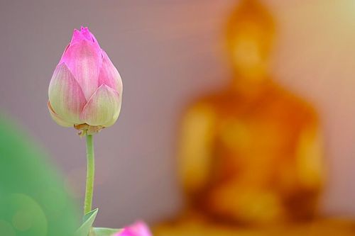 Cách nuôi lớn tâm từ