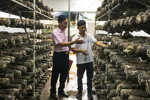 Vốn tín dụng chính sách - 'tiếp sức' sản phẩm OCOP vươn xa