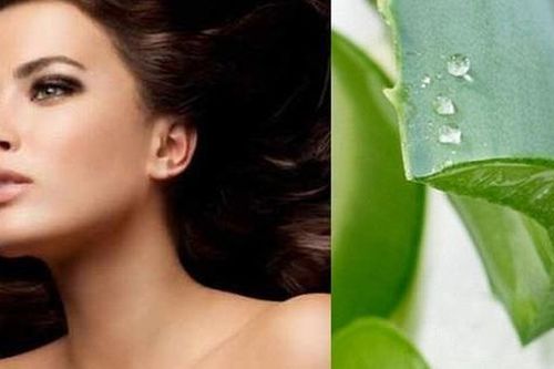 Ủ tóc bằng nha đam có tác dụng gì?