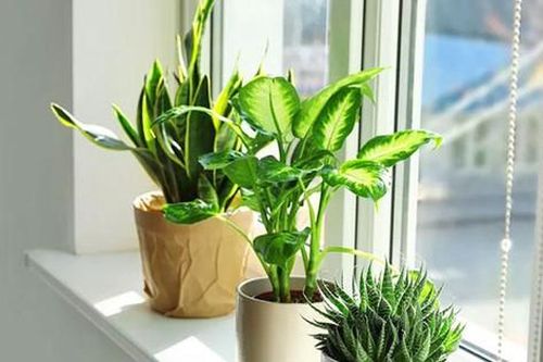 Cách tận dụng nguồn năng lượng đặc biệt của tháng 6 nhuận để kích hoạt may mắn, thịnh vượng