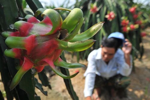 Thanh long 'tắc đường' sang châu Âu, TP.HCM 'xé rào' gỡ vướng