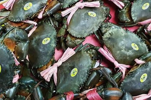 Cà Mau đặt mục tiêu trở thành trung tâm nuôi cua lớn nhất cả nước, tạo nền tảng tăng trưởng hai con số