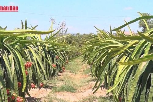 Tháo gỡ vướng mắc cho thanh long, hồ tiêu xuất khẩu