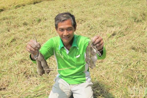 Càn quét chuột đồng