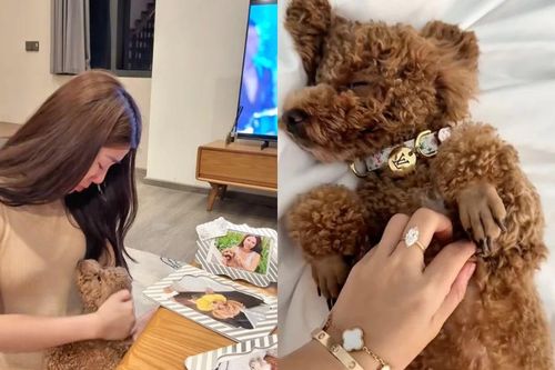 Tranh cãi chuyện cô gái chi 50 triệu đồng tổ chức sinh nhật cho chó cưng