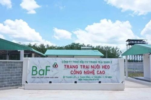 Doanh nghiệp chăn nuôi lãi 'khủng' bất chấp dịch tả lợn châu Phi