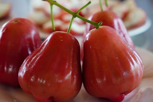 Lão nông Cần Thơ có giống quả đỏ đậm bắt mắt, giá đắt đỏ, dân vẫn săn mua