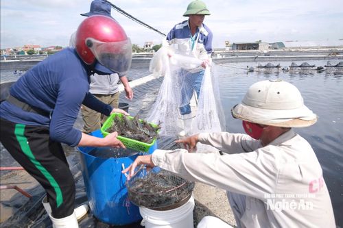 Tranh thủ thời tiết thuận lợi, chủ đầm nuôi ở Nghệ An thu hoạch tỉa thủy sản, bán được giá cao
