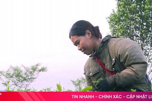 Thu hoạch chè giữa mùa hè, chuyện ít thấy ở Hà Tĩnh