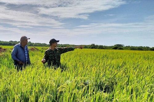 Kênh truyền hình Đức đưa tin về 'mùa vàng' hợp tác nông nghiệp Việt Nam - Cuba