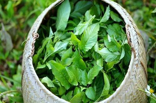 Loài cây là 'kẻ thù nhà nông' ở quê ít ai ngó, nay thế giới lại đánh giá cao