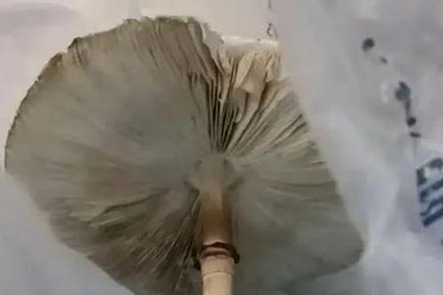 Ăn cây 'lạ' nhà trồng từ hạt giống mua trên mạng, hai vợ chồng nhập viện khẩn cấp