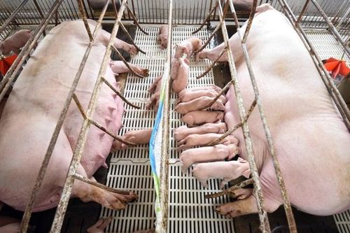 Doanh nghiệp chăn nuôi heo thắng lớn