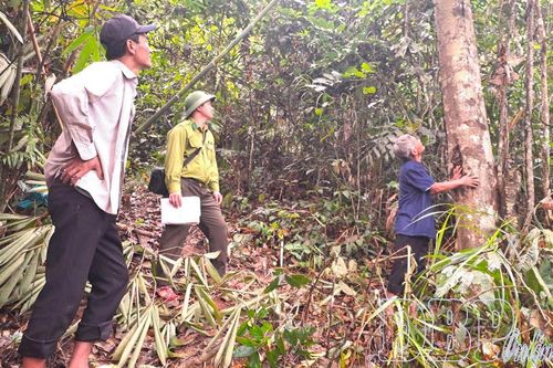 Kiểm lâm địa bàn phát huy vai trò giữ rừng