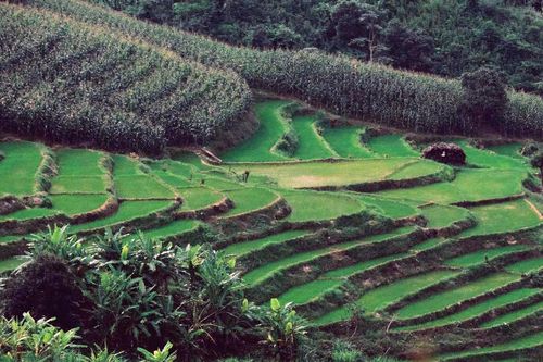 Bản tin Dự báo thời tiết ngày 31/7/2025