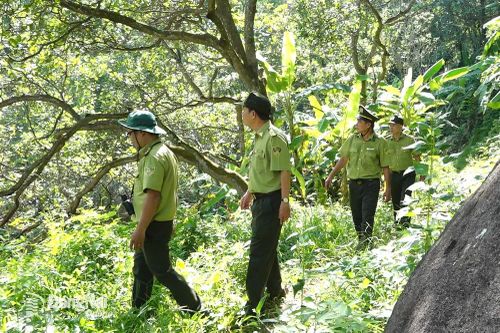 Phát hiện nhiều trường hợp vi phạm về quản lý, bảo vệ rừng