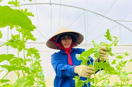 Chuẩn hóa sản xuất theo tiêu chuẩn VietGAP: Giải pháp phát triển nông nghiệp bền vững